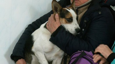 Допомагають і домашнім, і безпритульним. На Донеччину приїхала команда столичних ветеринарів: як працюють Допомагають і домашнім, і безпритульним. На Донеччину приїхала команда столичних ветеринарів: як працюють