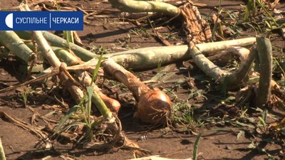 Пошкоджені будинки та городина: на Черкащині ліквідовують наслідки негоди