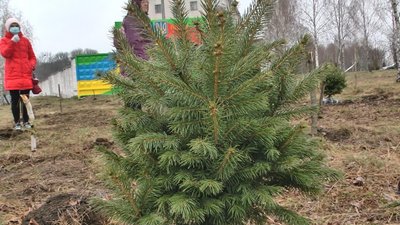 У сквері пам'яті воїнів-добровольців в Олешині на 70 сотках висадили 300 ялинок та 200 кущів ялівця. Фото: Суспільне. Поділля. У сквері пам'яті воїнів-добровольців в Олешині на 70 сотках висадили 300 ялинок та 200 кущів ялівця. Фото: Суспільне. Поділля.