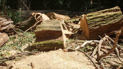 У міському парку Чернівців без дозволу зрубали шість дерев У міському парку Чернівців без дозволу зрубали шість дерев