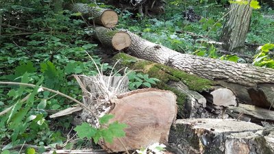 У лісах довкола Хмельницького гинуть ясени. В чому причина У лісах довкола Хмельницького гинуть ясени. В чому причина