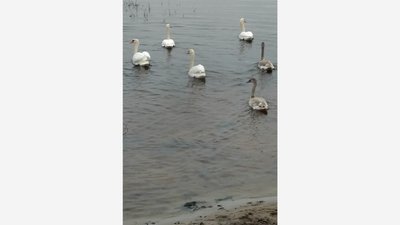 Лебеді взимку Лебеді взимку