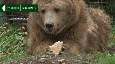Ведмеді нацпарку “Синевир” Ведмеді нацпарку “Синевир”