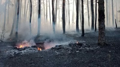 На Харківщині четвертий день гасять лісову пожежу, яка зачепила два села