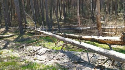 "Падають змертвілі сосни": чому ліс на Хмельниччині перетворився на зону небезпеки