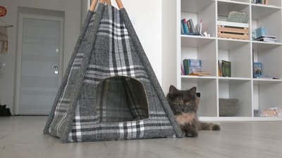 Черкащанка створює "вігвами" для котів