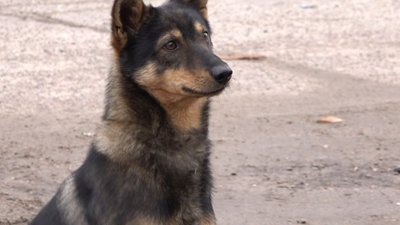 Черкащанину повідомили про підозру за вбивство собак
