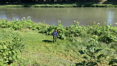 Борщівник скошують в Ужгороді: чому почали в середині червня