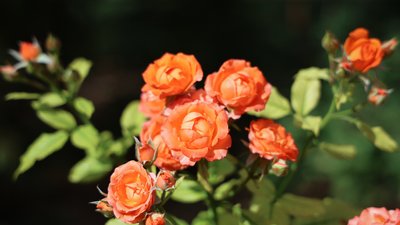 Херсонщина, погода, троянди, квіти