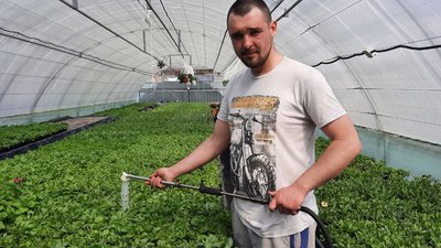 У пам'ять про загиблих українців. Кропивничанин хоче подарувати місту 2,5 тисячі квітів