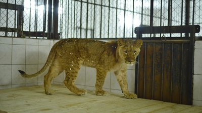 Чотирьох левенят з харківського екопарку передали зоопарку Кишинева