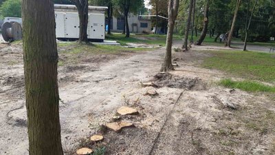 Зрубані дерева Зрубані дерева