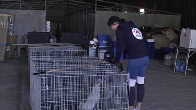 Безпритульних собак стерилізували безоплатно: у Херсоні завершилась благодійна акція Безпритульних собак стерилізували безоплатно: у Херсоні завершилась благодійна акція
