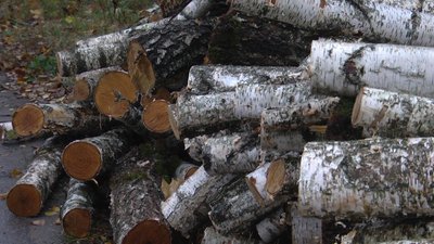Чи зріс попит на дрова у лісництвах Житомирщини Чи зріс попит на дрова у лісництвах Житомирщини