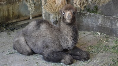 Поповнення в Миколаївському зоопарку: народилися дитинчата верблюда, лами та поні Поповнення в Миколаївському зоопарку: народилися дитинчата верблюда, лами та поні