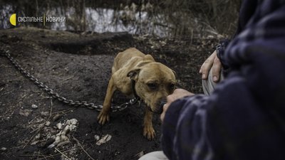 Як волонтери рятують тварин на звільненій Київщині