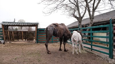 У приватному комплексі на Буковині від зневоднення помер кінь — Держпродспоживслужба У приватному комплексі на Буковині від зневоднення помер кінь — Держпродспоживслужба
