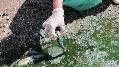 У річці Самарі, де сталась масова загибель риби, виявили підвищену солоність та мінералізацію води