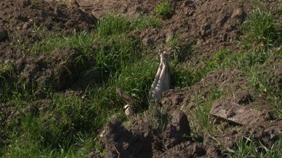 Жителі Черкащини скаржаться на відходи свинокомплексу Жителі Черкащини скаржаться на відходи свинокомплексу