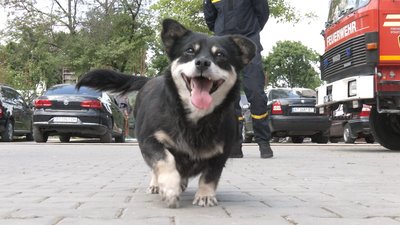 Історія собачки Тушканчика, якого прихистили прикарпатські рятувальники Історія собачки Тушканчика, якого прихистили прикарпатські рятувальники