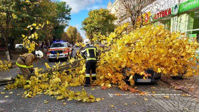 У Виноградові на Закарпатті дерево впало на автомобіль