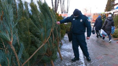 Мерія Рівного назвала десять місць, де легально продають ялинки