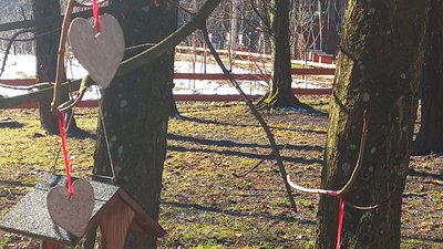 На Волині учні змайстрували їстівні валентинки для птахів На Волині учні змайстрували їстівні валентинки для птахів