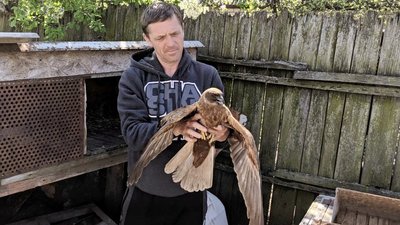 На Дніпропетровщині врятували пораненого очеретяного луня