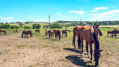 На Кіровоградщині розводять найшвидших скакунів у світі