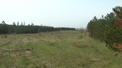 Вирубка лісу в Галицинівській громаді, що на Миколаївщині: чи є законними дії підприємства Вирубка лісу в Галицинівській громаді, що на Миколаївщині: чи є законними дії підприємства