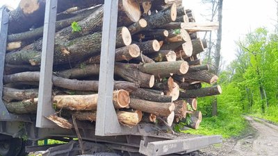 На Сумщині стартувала заготівля дров: як змінились ціни цього року та де можна придбати тверде паливо На Сумщині стартувала заготівля дров: як змінились ціни цього року та де можна придбати тверде паливо