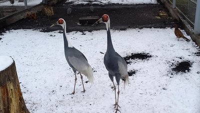 У вінницькому зоопарку весняне поповнення У вінницькому зоопарку весняне поповнення