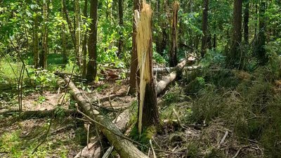 Уламки ракети та пошкоджені дерева виявили у лісовому масиві Романівської громади на Житомирщині Уламки ракети та пошкоджені дерева виявили у лісовому масиві Романівської громади на Житомирщині