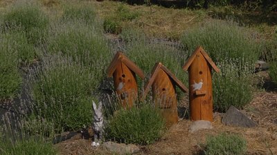 На Житомирщині Марина Лещинська висадила лавандове поле На Житомирщині Марина Лещинська висадила лавандове поле