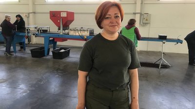 Відновлення лісу: в Овруцькому лісгоспі Житомирщини висіяли п’ять мільйонів майбутніх сіянців сосни Відновлення лісу: в Овруцькому лісгоспі Житомирщини висіяли п’ять мільйонів майбутніх сіянців сосни