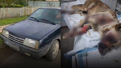Собака, кримінал, Більшівцівська громада, поліція