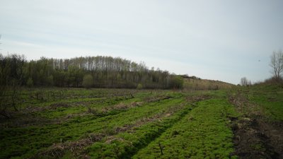 "Охтирський агролісгосп" має відшкодувати 1,5 млн грн за незаконний поруб лісу