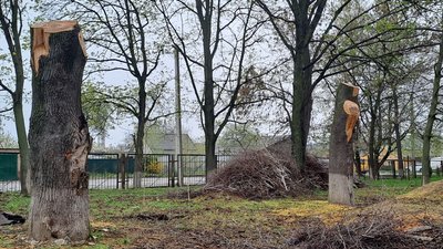 "Дерева не зможуть відновитися" – дендролог про 14 дерев, які обрізали на території районної лікарні в Кропивницькому "Дерева не зможуть відновитися" – дендролог про 14 дерев, які обрізали на території районної лікарні в Кропивницькому