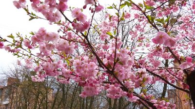 У Вінниці зацвіла алея сакур У Вінниці зацвіла алея сакур
