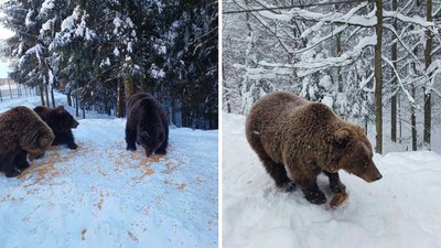 Як живуть ведмеді у природному парку "Синевир"