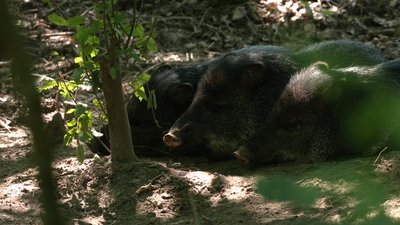 Ошийникових пекарі у Рівненському зоопарку переселили в новий вольєр