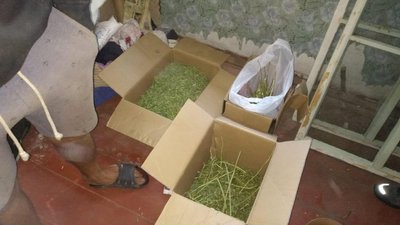 У жителя Житомирщини вилучили наркозілля на пів мільйона гривень У жителя Житомирщини вилучили наркозілля на пів мільйона гривень