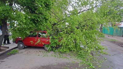 На Житомирщині поривами вітру дерева повалило на дорогу та на автомобіль На Житомирщині поривами вітру дерева повалило на дорогу та на автомобіль