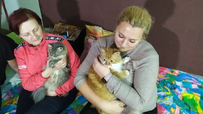 Не взяли речі, але забрали котів. Родина з Авдіївки переїхала в Кропивницький