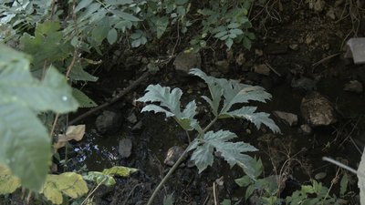 Річка, обміліла водойма, притока, Тернопільщина
