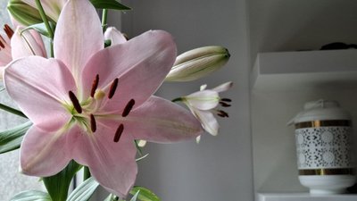 лілії, квіти, лілія