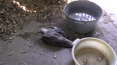 Хамелеони, ящірки та птахи. Миколаївці віддають своїх улюбленців до зоопарку Хамелеони, ящірки та птахи. Миколаївці віддають своїх улюбленців до зоопарку