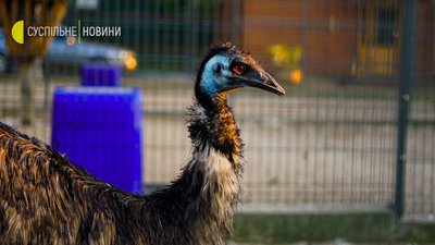 Межигір'я сьогодні. Фоторепортаж Межигір'я сьогодні. Фоторепортаж