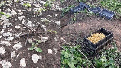 На Луганщині прикордонники знайшли ящики з тисячею каченят