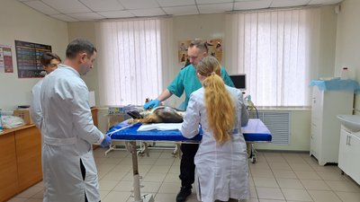 Нову методику стерилізації тварин представив науковець із Польщі Нову методику стерилізації тварин представив науковець із Польщі